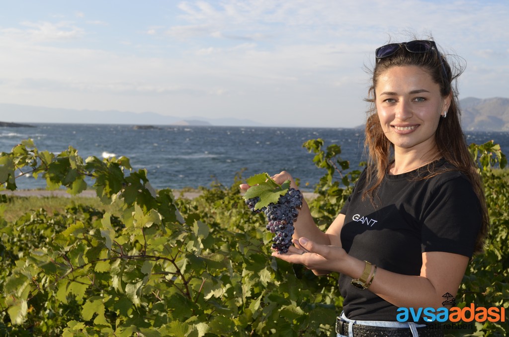 Avşa Adası Nerede ve Nereye Bağlı?  %name